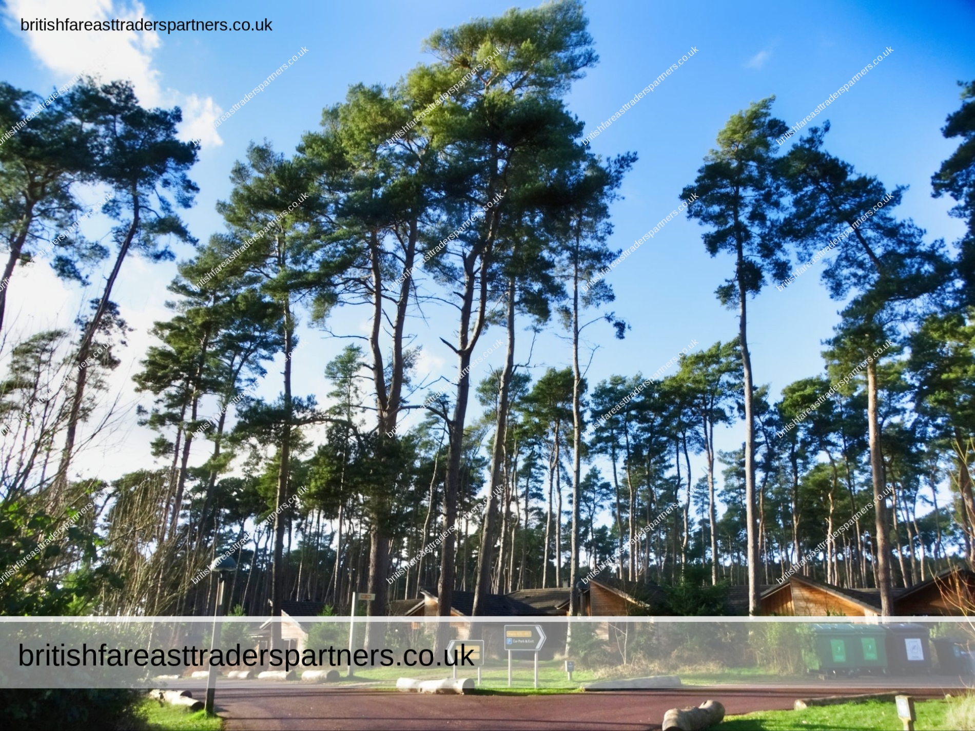 ENJOYING THE ZEN and the SUNSHINE ON OUR EARLY MORNING WALK AROUND CENTER PARCS WOBURN FOREST in BEDFORD, ENGLAND