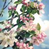Apple Blossom postcard 1968 Dixon natural colour floral