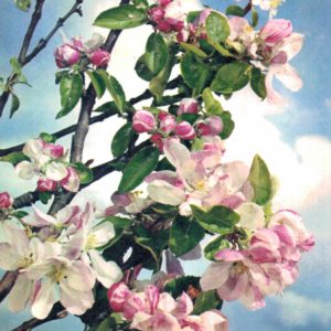 Apple Blossom postcard 1968 Dixon natural colour floral
