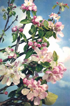 Apple Blossom postcard 1968 Dixon natural colour floral
