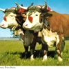 Prize Yoke of Oxen Postcard – Nova Scotia Agricultural Display