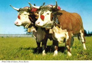 Prize Yoke of Oxen Postcard – Nova Scotia Agricultural Display