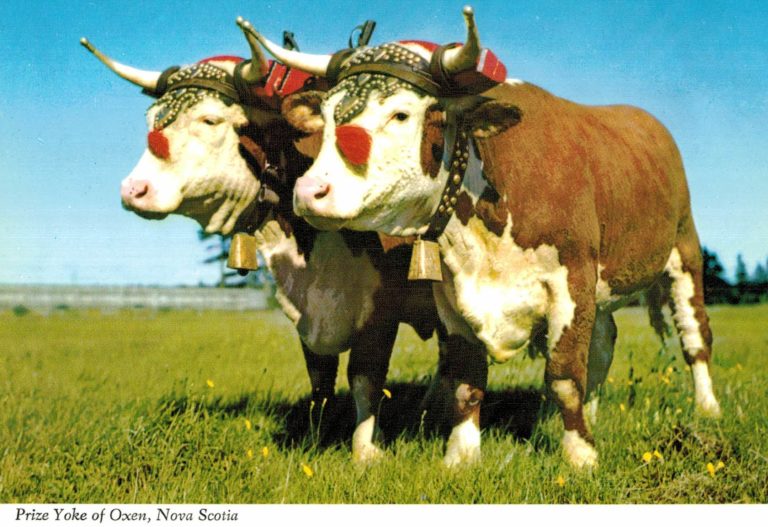Prize Yoke of Oxen Postcard – Nova Scotia Agricultural Display