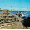 Rose Bay Nova Scotia Fishing Wharf Postcard Wilson’s Superb