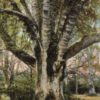Knightwood Oak Postcard, New Forest – Printed in Germany