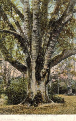 Knightwood Oak Postcard, New Forest – Printed in Germany