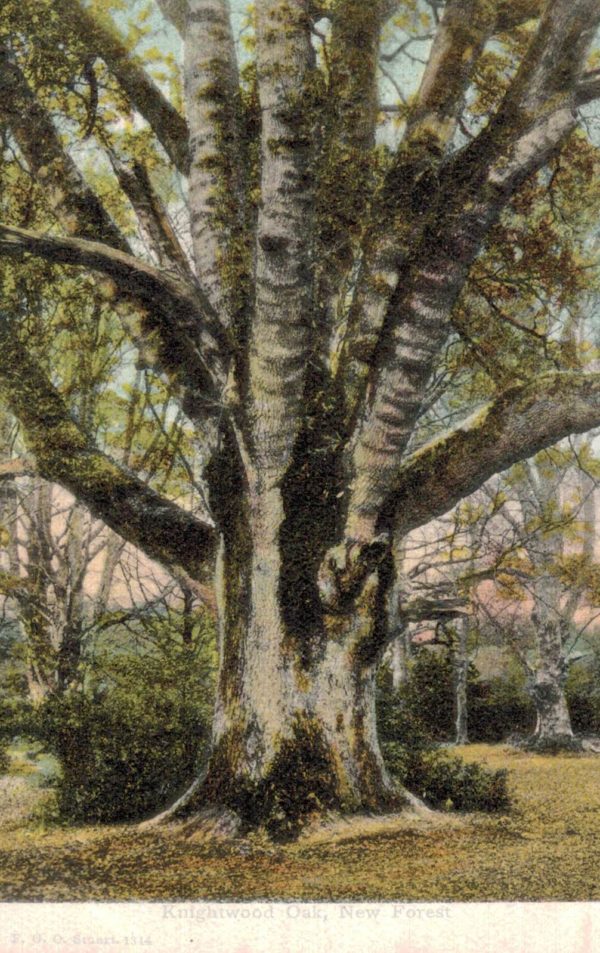 Knightwood Oak Postcard, New Forest – Printed in Germany