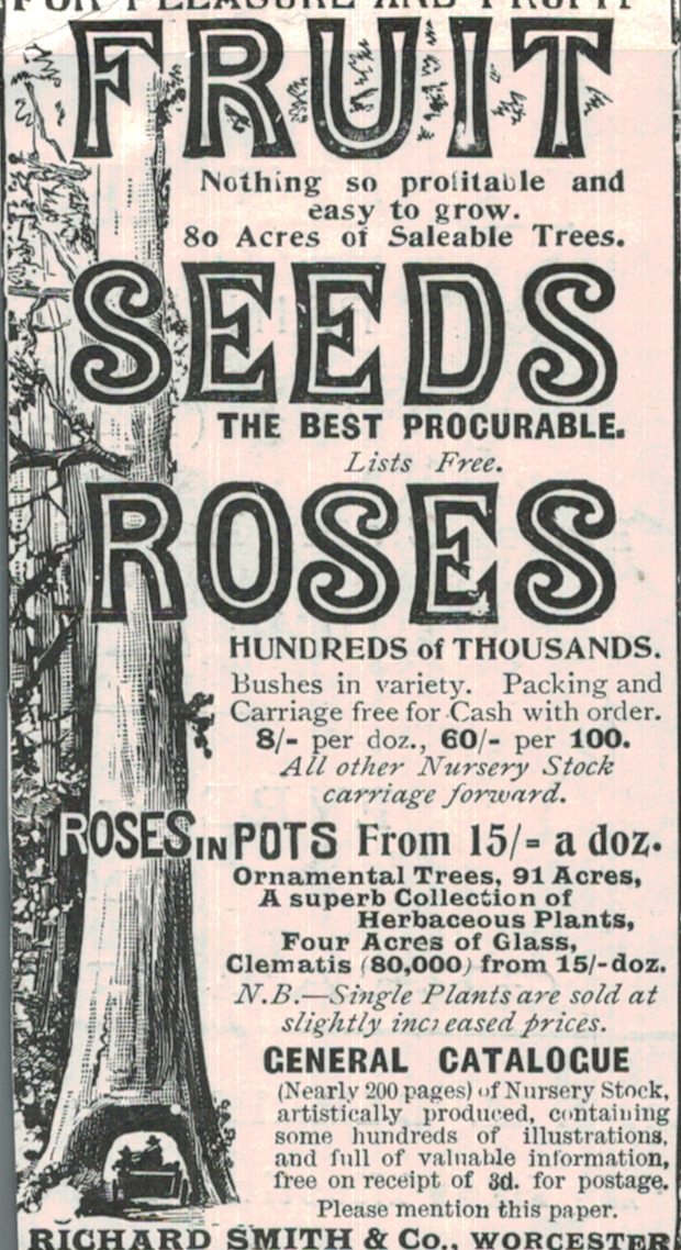 1901 Richard Smith & Co. Advert – Fruit Seeds & Roses Catalogue