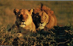 Vintage Kenya Safari Postcard – Lions in the Wild