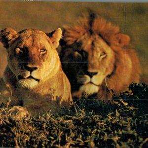 Vintage Kenya Safari Postcard – Lions in the Wild