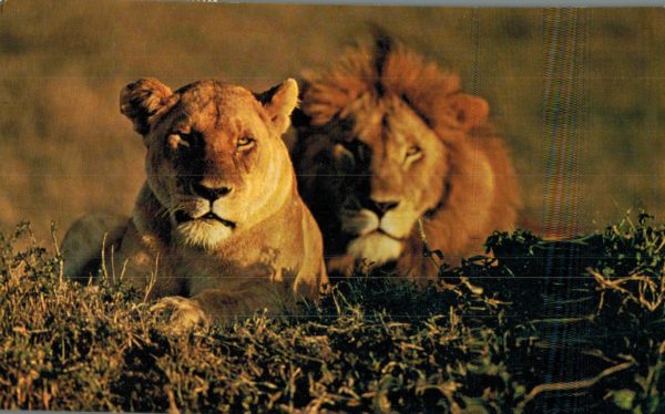 Vintage Kenya Safari Postcard – Lions in the Wild